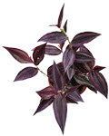 Wandering Jew Burgundy